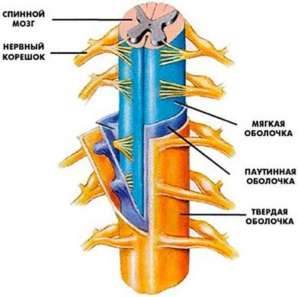 Дуральный мешок позвоночника