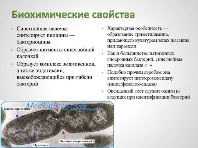 Синегнойная палочка, инфекция: возбудитель, симптомы и лечение