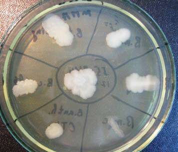 Значение бактерий рода bacillus в жизни человека