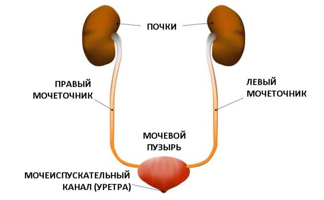 Нитрофурантоин*
