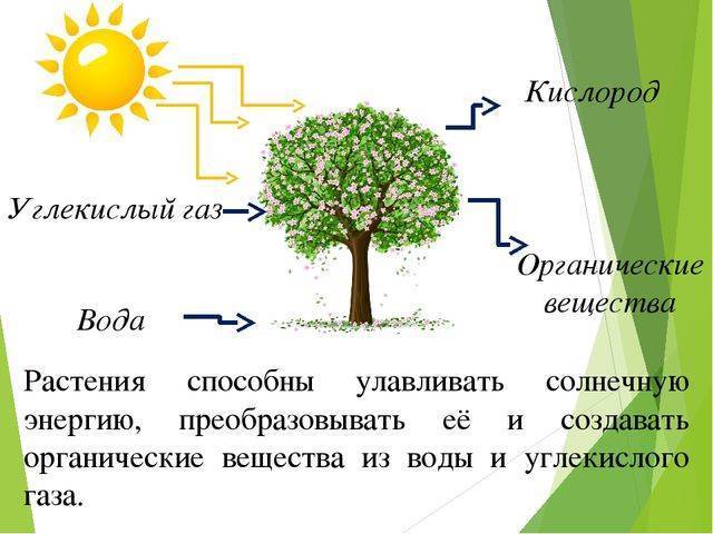 Жизнь на планете всем обязана анаэробным и аэробным бактериям