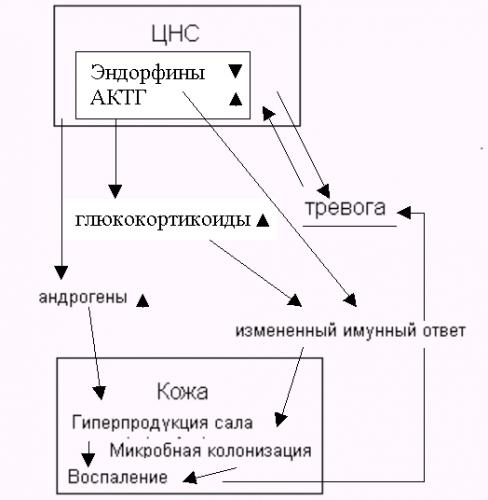 Опасен ли грибок малассезия для людей и как защититься от инфекции