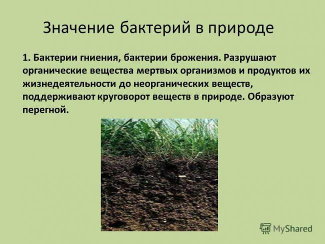 Роль бактерий в природе и жизни человека