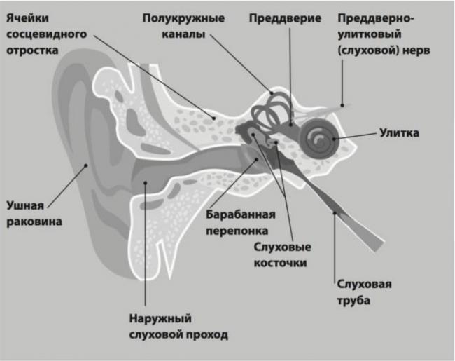 Наружный отит: симптомы, лечение и профилактика