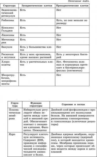 Бактерия – клетка без ядра