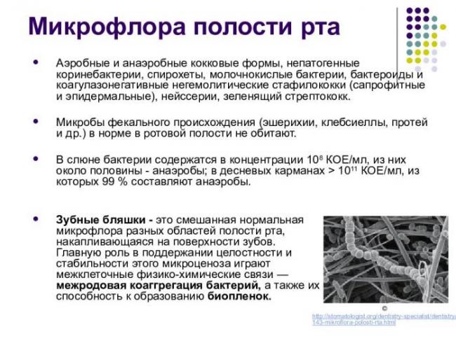 Полезные бактерии для человека, названия полезных бактерий – список. микрофлора кишечника, влагалища, во рту