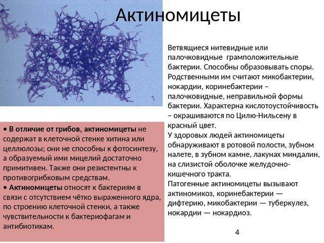 Чем и как отличаются бактерии от простейших