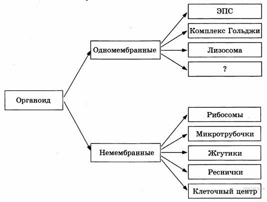 Для чего нужны жгутики бактериям и в чем их отличие от пилей, ворсинок, фимбрий