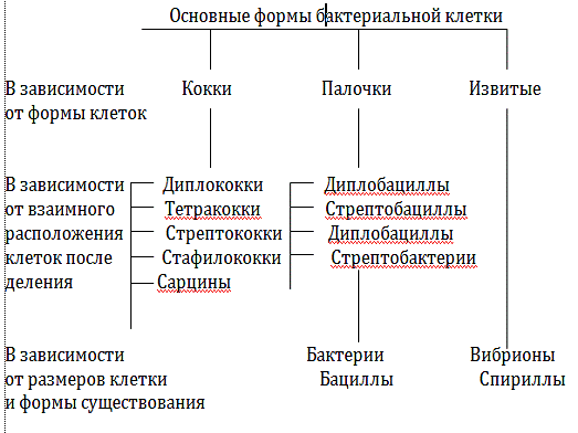 Биология: бактерии - представляют собой; многоклеточные ядерные организмы. одноклеточные ядерные...