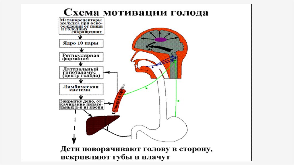 Лучшие продукты для снижения аппетита