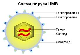 Микоплазма пневмония у детей лечение