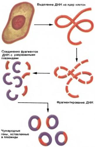 Практическое использование достижений генетики микроорганизмов и генная инженерия в микробиологии