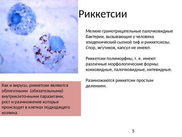 Биология: выберите номера с правильными суждениями. бактерии – одноклеточные организмы. бактерии...