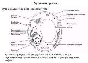 Лекция по теме морфология микроорганизмов