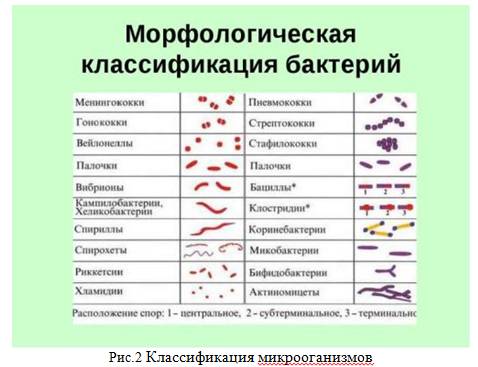 Что такое спирохеты и какой вред они могут причинить человеку