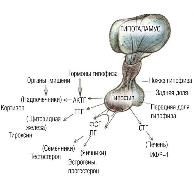 Аденогипофиз