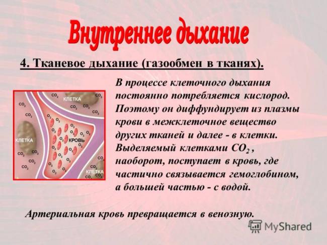 Что гемоглобин