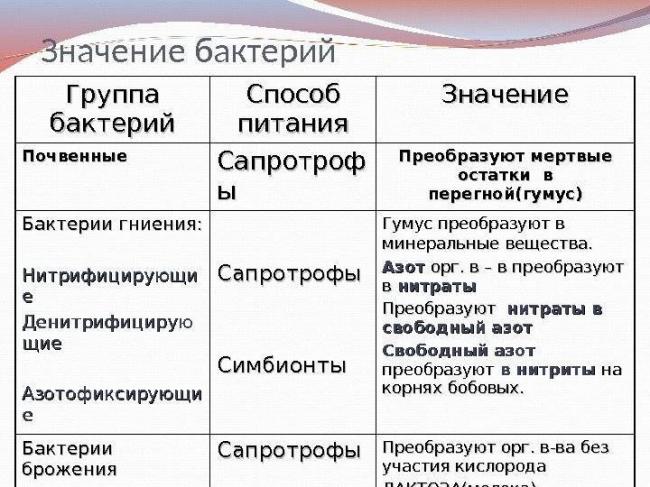 В чем заключаются особенности, строение и размножение бактерий