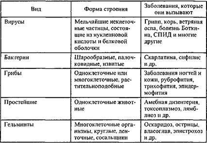 Патогенные виды спирохеты и их особенности