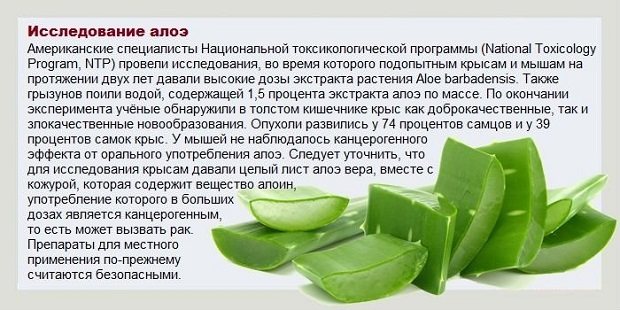 Алоэ от насморка: сок алоэ при насморке детям: правила приготовления и применения