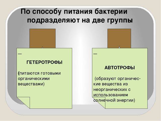 Как и чем питаются различные бактерии