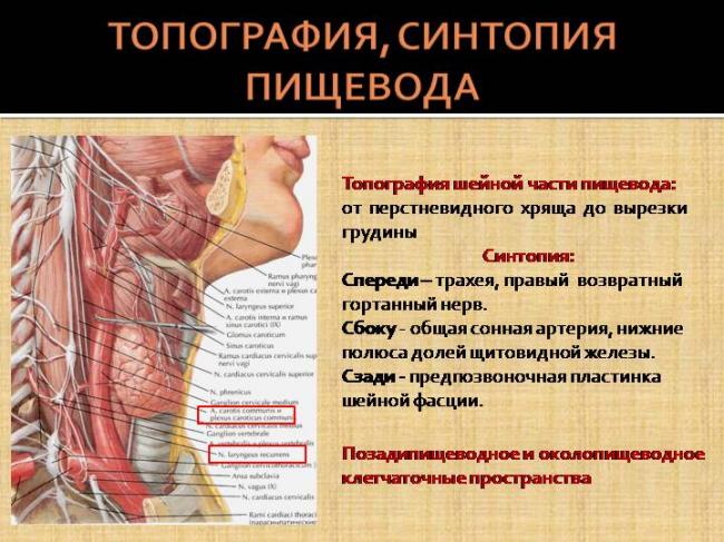 Щитовидная железа: расположение, строение, структура