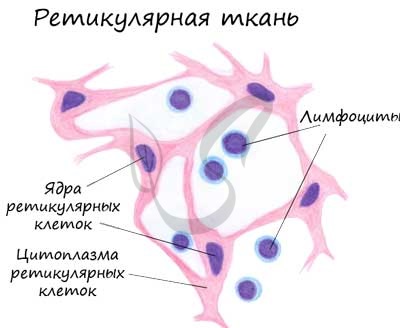Строение и функции соединительной ткани, основные типы клеток