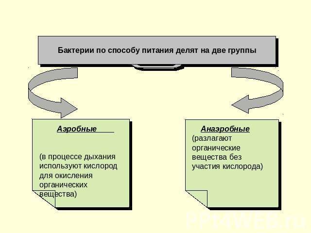 Бактерии ─ такие разнообразные и такие нужные