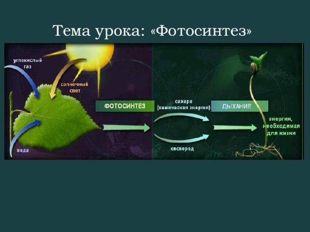 Хлоропласты: роль в процессе фотосинтеза и структура
