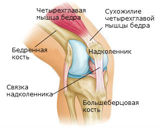 Принципы диагностики, лечения и оказания первой помощи при растяжении связок коленного сустава