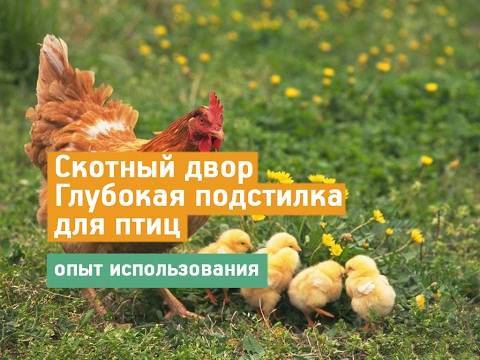 Как бактерии помогают животноводам в свинарнике