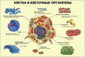 В чем главное отличие клетки бактерии от клетки животного или растения?