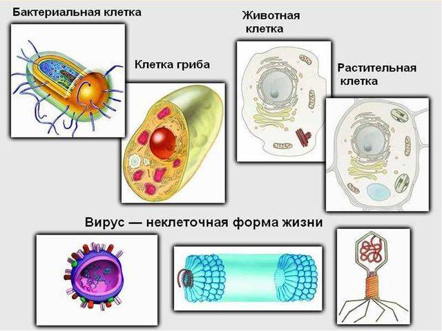 Бактерия – клетка без ядра