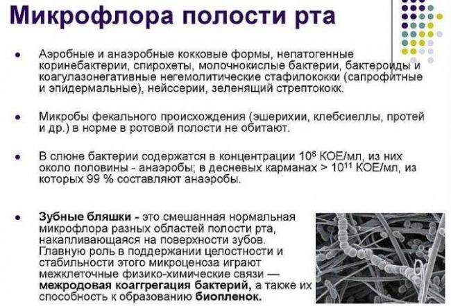 Бактерия кариеса: какие возбудители вызывают, роль этих микробов в патогенезе, как быстро разрушает зуб