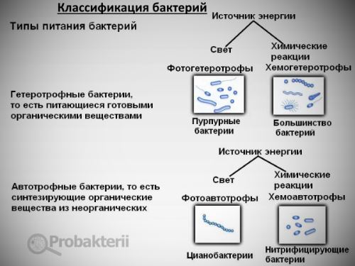 Патогенные или болезнетворные микроорганизмы – причина инфекционных заболеваний