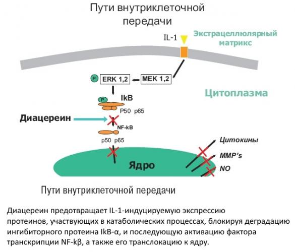 Диафлекс — инструкция по применению препарата, противопоказания, аналоги, отзывы