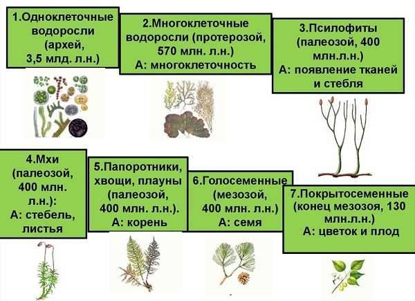 Чем и как отличаются бактерии от простейших