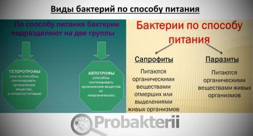 Питание бактерий краткий ответ