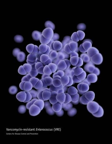 Enterococcus faecalis характеристика, морфология, патогенез / биология | thpanorama - сделайте себя лучше уже сегодня!