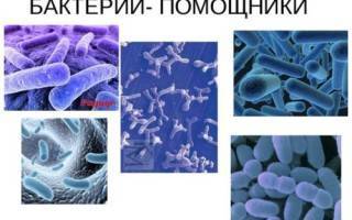 Бифидобактерии для кишечника и их полезные свойства | women planet