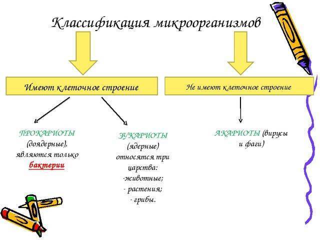 Маленькие, да удаленькие: особенности организма бактерий