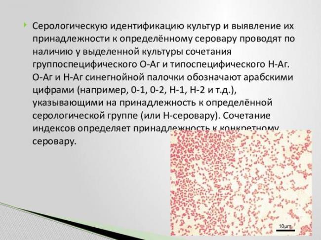 Симптомы и лечение заболеваний, вызванных синегнойной палочкой у детей и взрослых