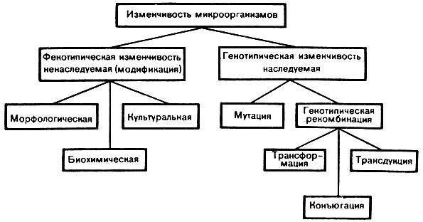 Патогенные виды спирохеты и их особенности
