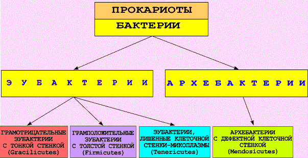 По каким признакам классифицируют бактерии