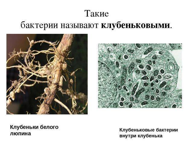 Кратко о биологии: свойства растений, бактерий, грибов и лишайников