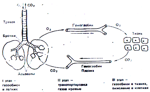 Гемоглобин — википедия с видео // wiki 2