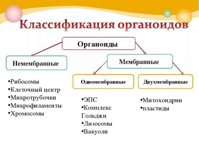 Бактерии. строение бактериальной клетки. формы. фото