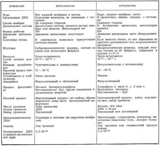Классификация бактерий берджи