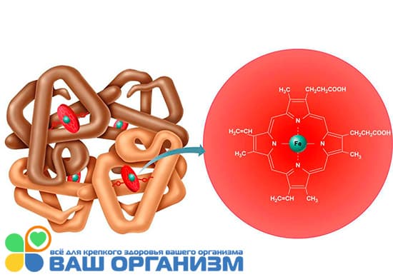 Роль гемоглобина в процессе газообмена