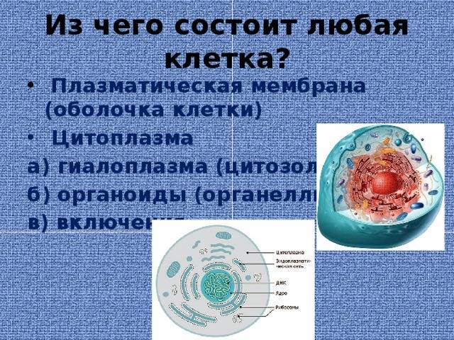 Органоиды движения